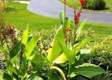 6.Landscaping-1-224x300