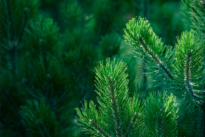 EVERGREEN TREES THAT WILL KEEP YOUR HOME LOOKING GREAT ALL WINTER