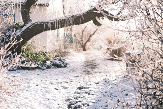 winter garden tips