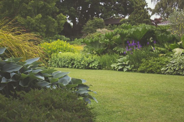 backyard garden
